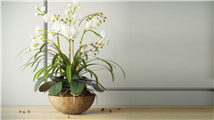 兰花组合 composition with orchids