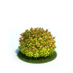 Evermotion Archmode 植物 绣线菊