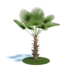 Evermotion Archmode 植物 棕树
