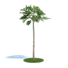 Evermotion Archmode 植物 木瓜树