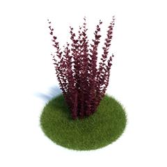 Evermotion Archmode 植物 紫叶小檗