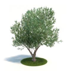 Evermotion Archmode 植物 橄榄树