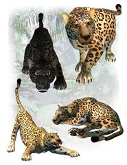 美洲豹 Panthers