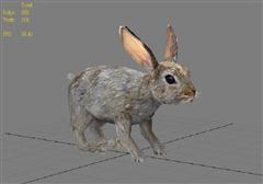 普通的兔子 common hare