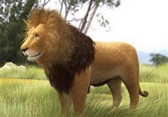 狮子 lion