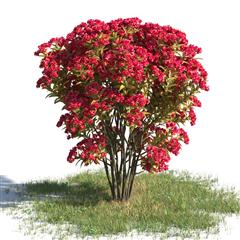 绿色植物合集 各类树木 红色花朵的树木