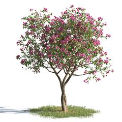 绿色植物合集 各类树木 桃花树