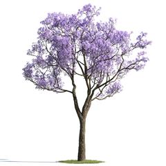 绿色植物合集 各类树木 紫树