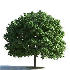 绿色植物合集 各类树木 苍天大树