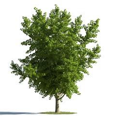 绿色植物合集 各类树木 常绿乔木树