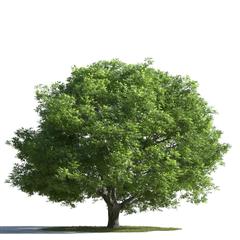绿色植物合集 各类树木 精美的常绿乔木