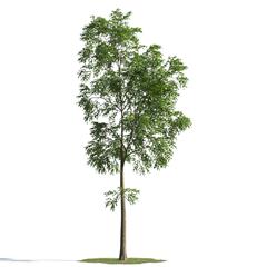 绿色植物合集 各类树木 树木模型