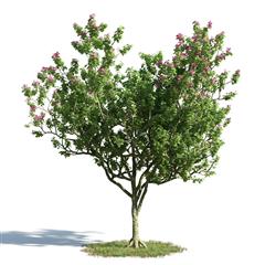 绿色植物套系 树木 紫荆花 Bauhinia Blakeana