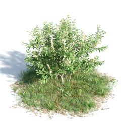 绿色植物套系 树木 美洲石楠花 Brunfelsia_Americana