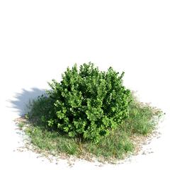 绿色植物套系 树木 黄杨 Buxus
