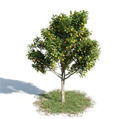 绿色植物套系 树木 橘子树 Citrus Sinensis