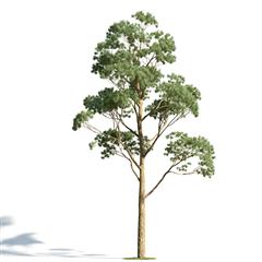绿色植物套系 树木 桉树