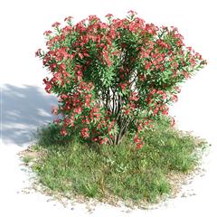 绿色植物套系 花草树木 夹竹桃 Nerium Oleander