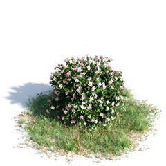 绿色植物套系 花草树木 矮夹竹桃 Nerium Oleander Dwarf