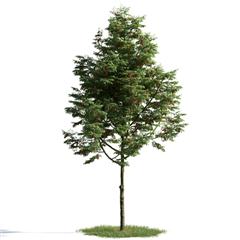 精美树木模型系列 树木模型02