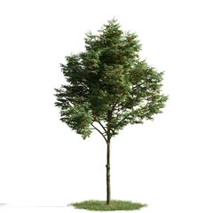 精美树木模型系列 树木模型03