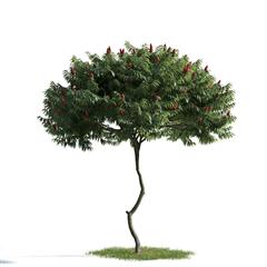 精美树木模型系列 树木模型04