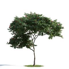 精美树木模型系列 树木模型06
