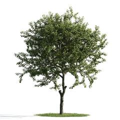 精美树木模型系列 树木模型07