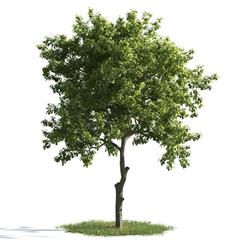 精美树木模型系列 树木模型08