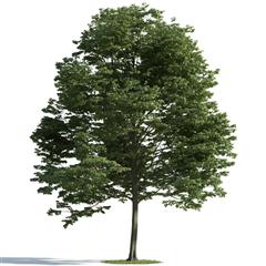 精美树木模型系列 树木模型10