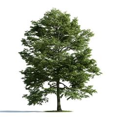精美树木模型系列 树木模型12