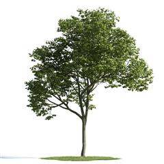 精美树木模型系列 树木模型15