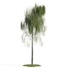 精美树木模型系列 树木模型16