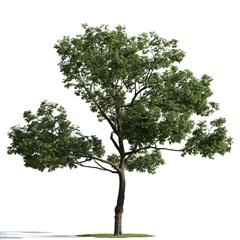 精美树木模型系列 树木模型49