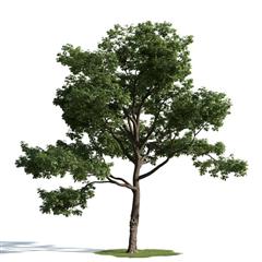 精美树木模型系列 树木模型50
