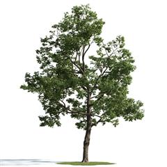 精美树木模型系列 树木模型51