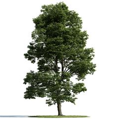精美树木模型系列 树木模型52