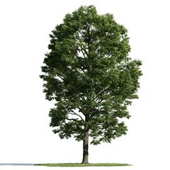 精美树木模型系列 树木模型54