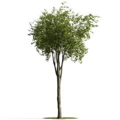 精美树木模型系列 树木模型19