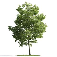 精美树木模型系列 树木模型24