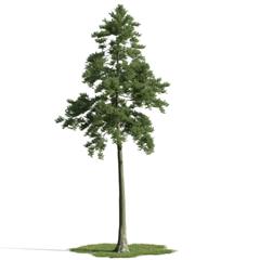 精美树木模型系列 树木模型25