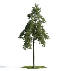 精美树木模型系列 树木模型26