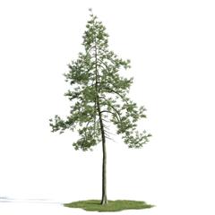 精美树木模型系列 树木模型27
