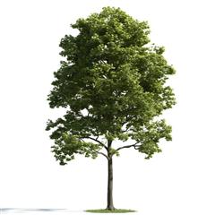 精美树木模型系列 树木模型28