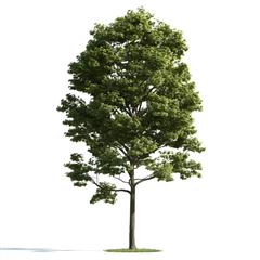 精美树木模型系列 树木模型29