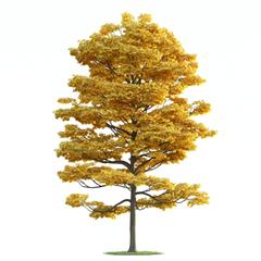 精美树木模型系列 树木模型30