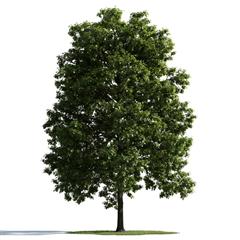 精美树木模型系列 树木模型32