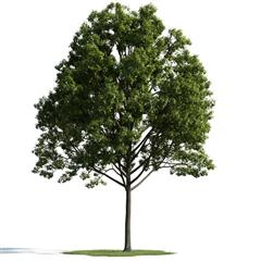 精美树木模型系列 树木模型33
