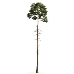 精美树木模型系列 树木模型36