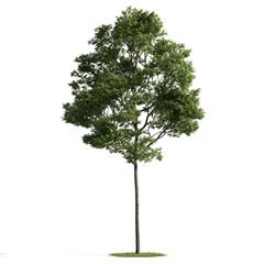 精美树木模型系列 树木模型37